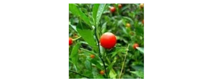 Indian Winter Cherry