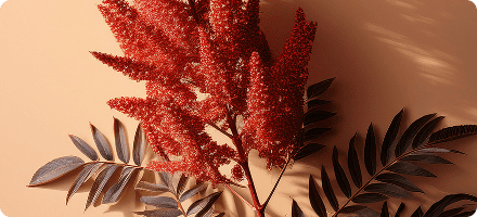 Sumac Extract