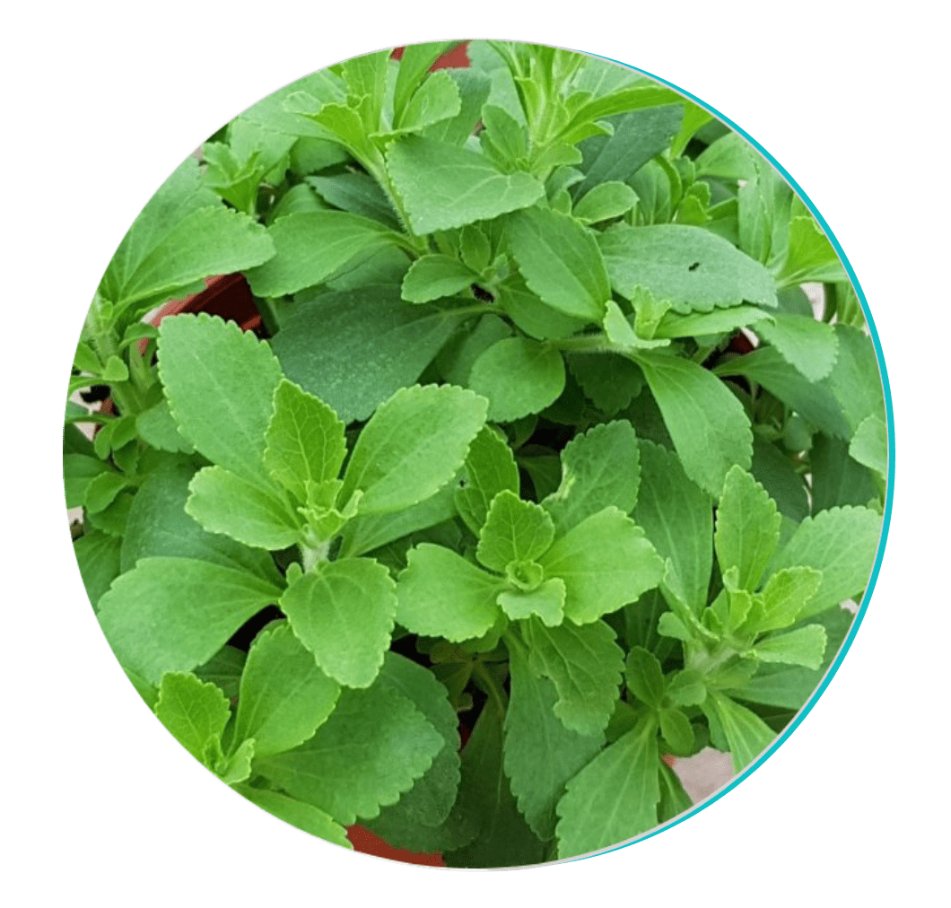 BioDentix - Stevia