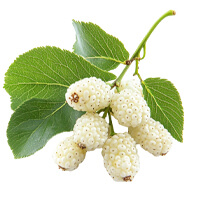 GlycoMute - White Mullberry